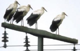 جلوگیری از پرنده زدگی