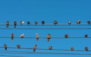 عوامل آسیب پذیری پرندگان در شبكه ی توزیع برق