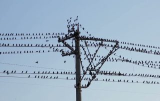 مشکلات ایجاد شده توسط پرندگان در شبکه های توزیع برق